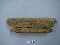 藏品(馬來長吻鱷下顎骨化石)的圖片